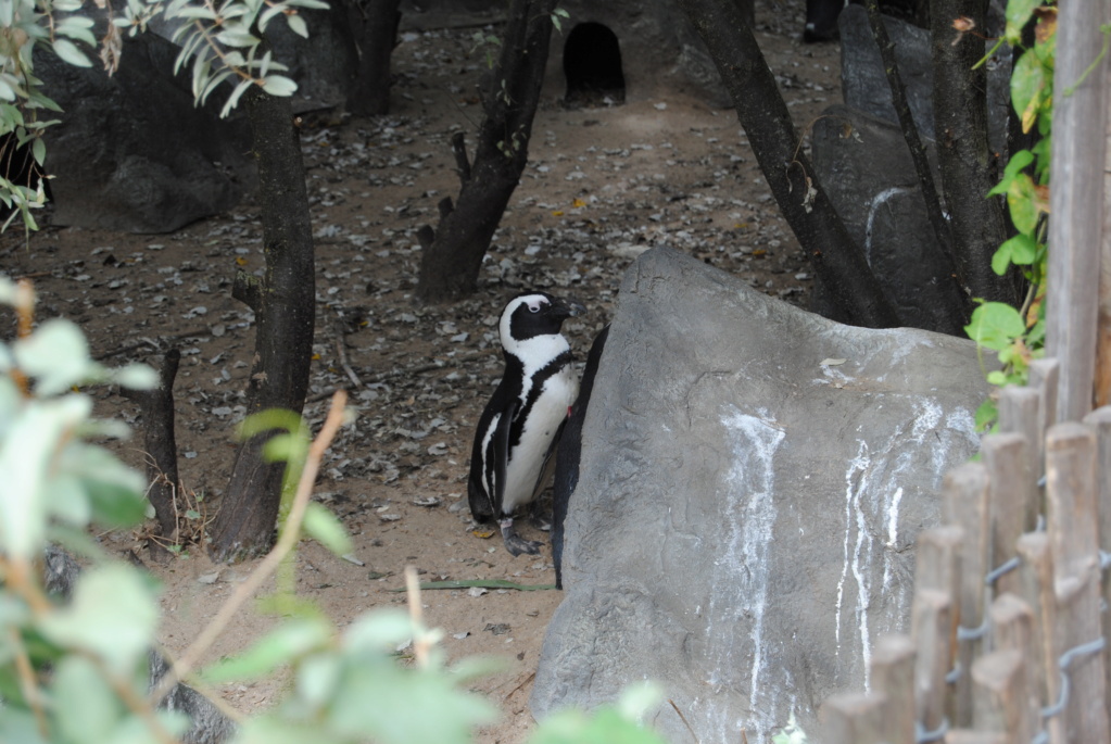 Visite au zoo Pairi Daiza (septembre 2021) Dsc_0214