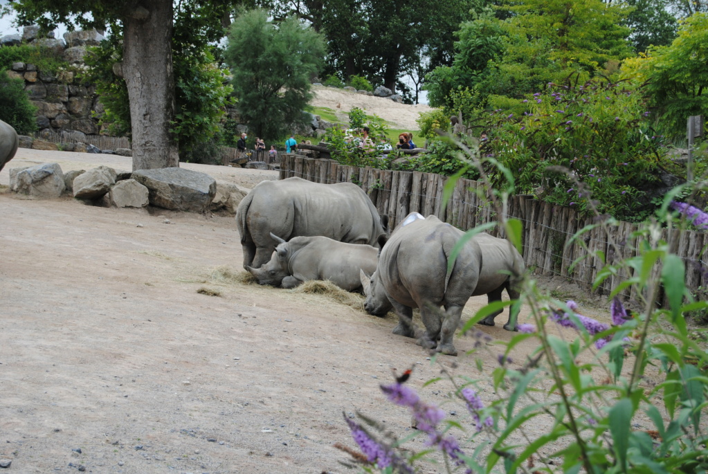 Visite au zoo Pairi Daiza (septembre 2021) Dsc_0223