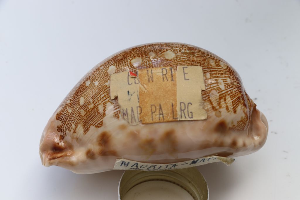 Leporicypraea mappa mappa - (Linnaeus, 1758) Img_0718
