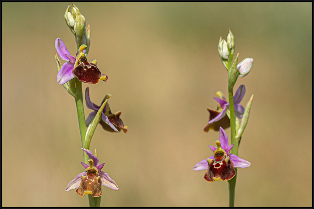 Ophrys fuciflora subsp souchei 01_20015