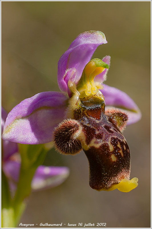 Ophrys santonica Aveyron 12071610