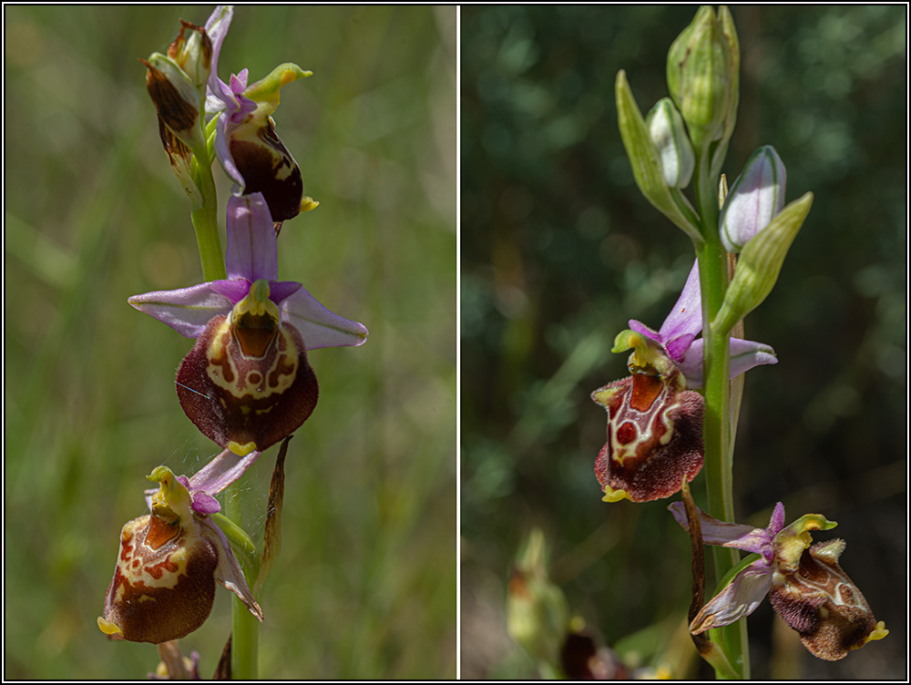 Ophrys fuciflora subsp souchei 12souc10