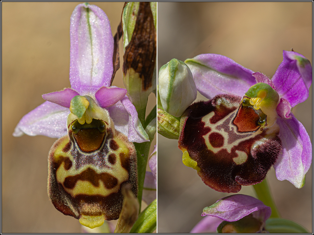 Ophrys fuciflora subsp souchei 15souc10