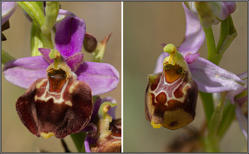 Ophrys fuciflora subsp souchei 16souc10