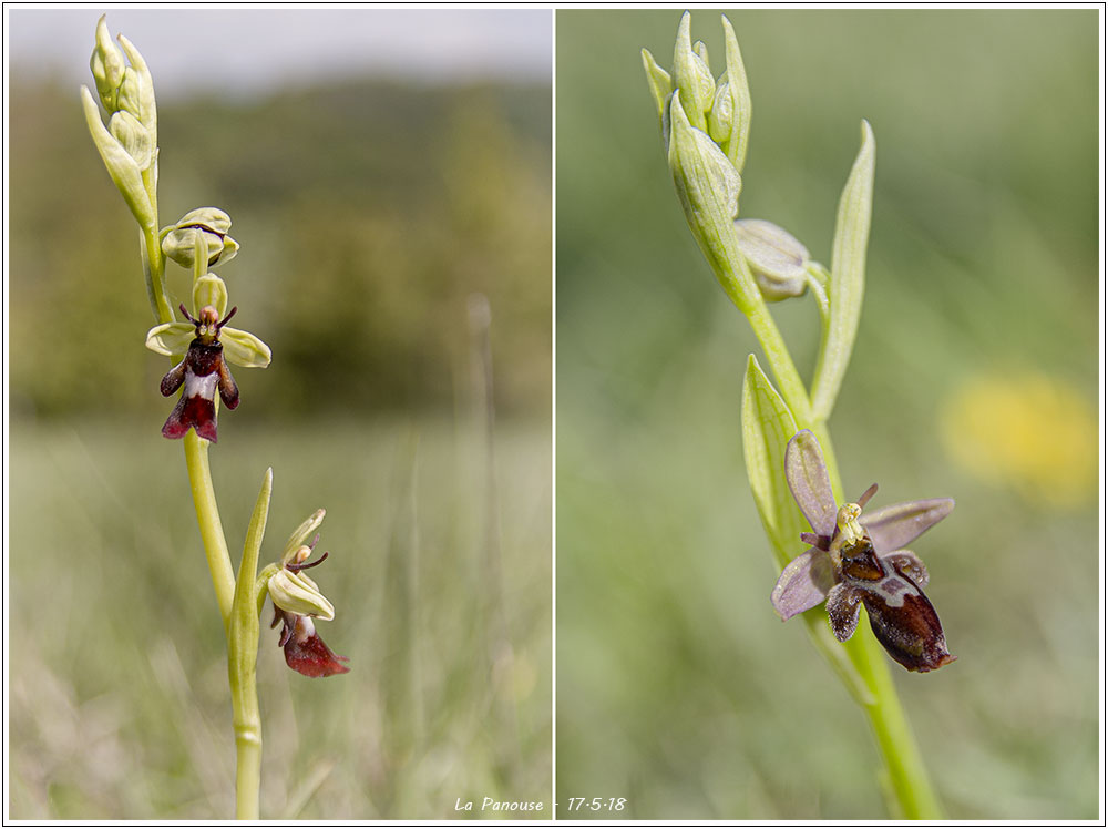  Votre plus bel Ophrys insectifera & Co 18051710