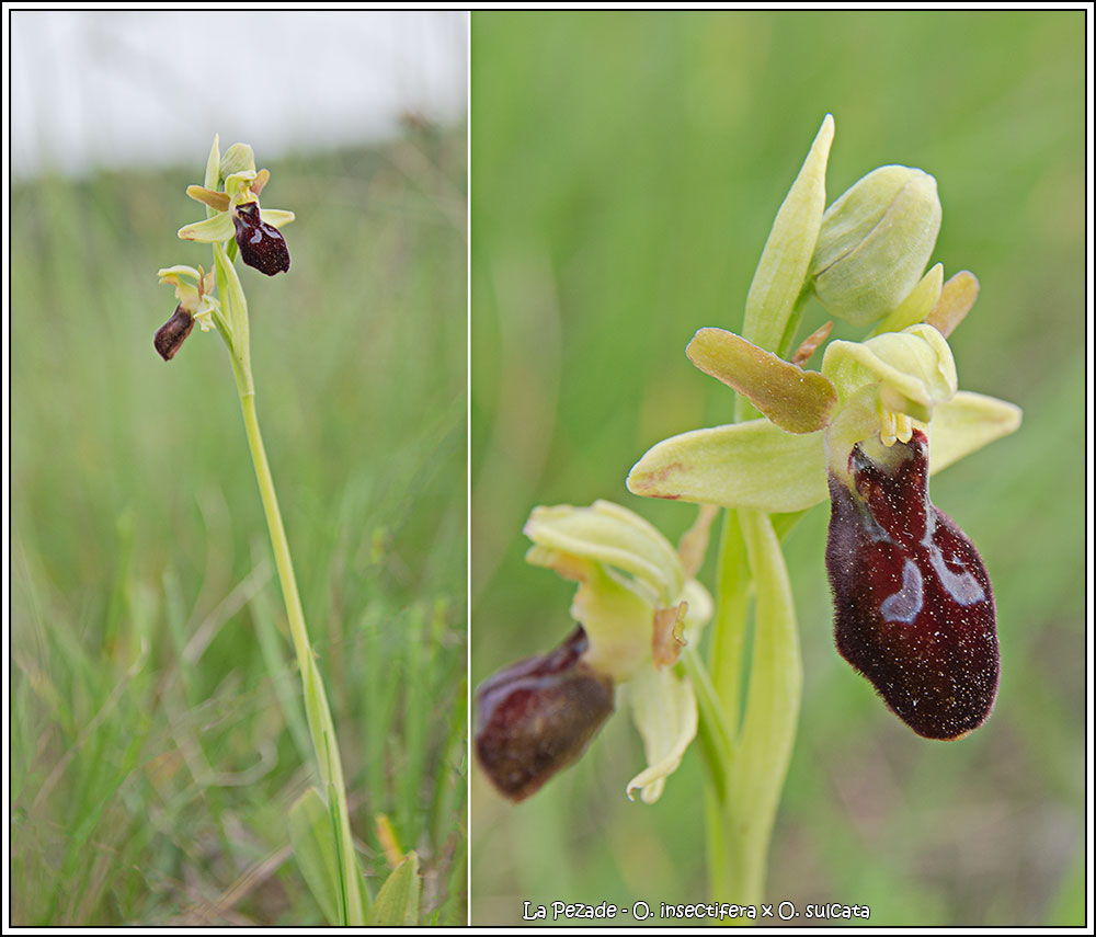  Votre plus bel Ophrys insectifera & Co 18052710