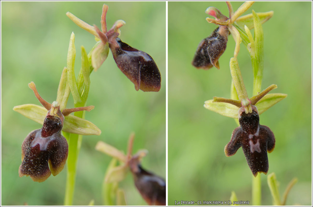 Votre plus bel Ophrys insectifera & Co 18052712