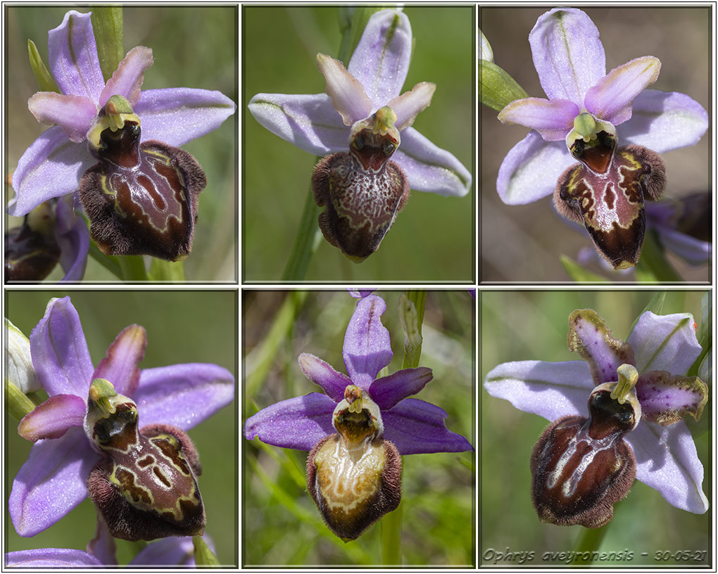 Ophrys aveyronensis ( Ophrys de l'Aveyron ) 21053010