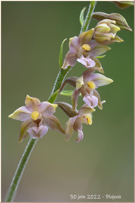 Epipactis atrorubens ( Epipactis pourpre noirâtre ) 22063013