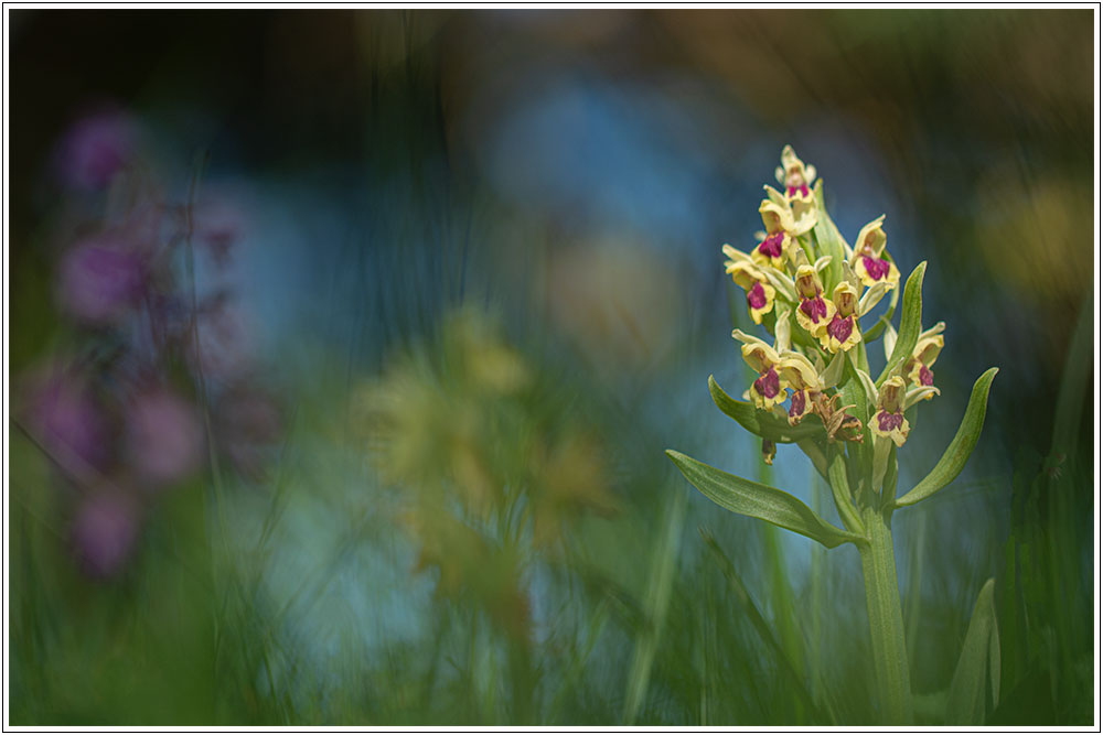 Dactylorhiza sambucina ( Orchis sureau ) 23-20010