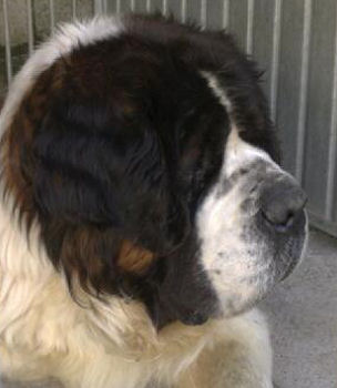 SAINT BERNARD DISPARU DEPT 18&#8207; Bernar10