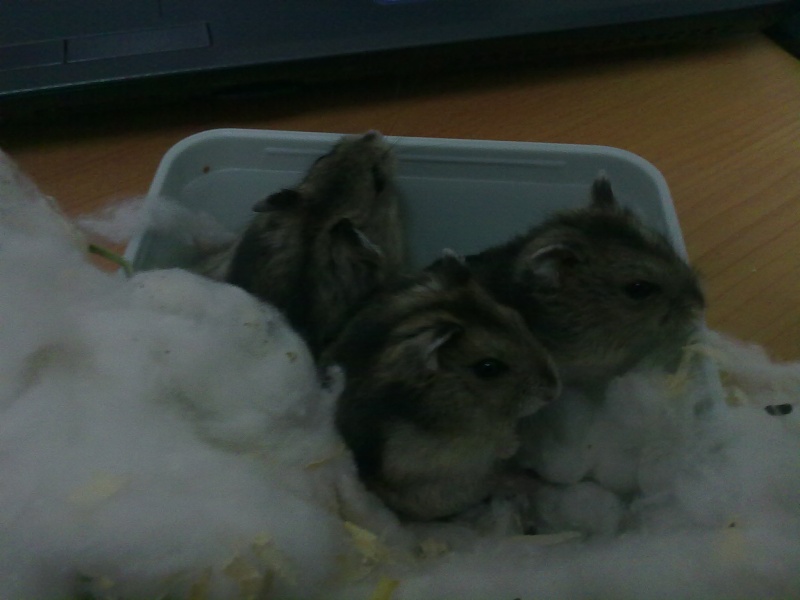 My Hamsters 27112010