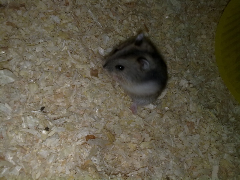 My Hamsters 27112014