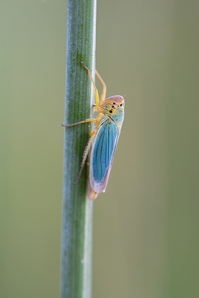 Cicadelle Cicade10