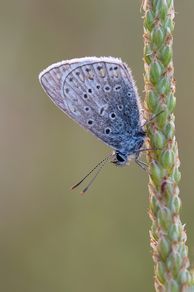 Papillons Dsc_1510