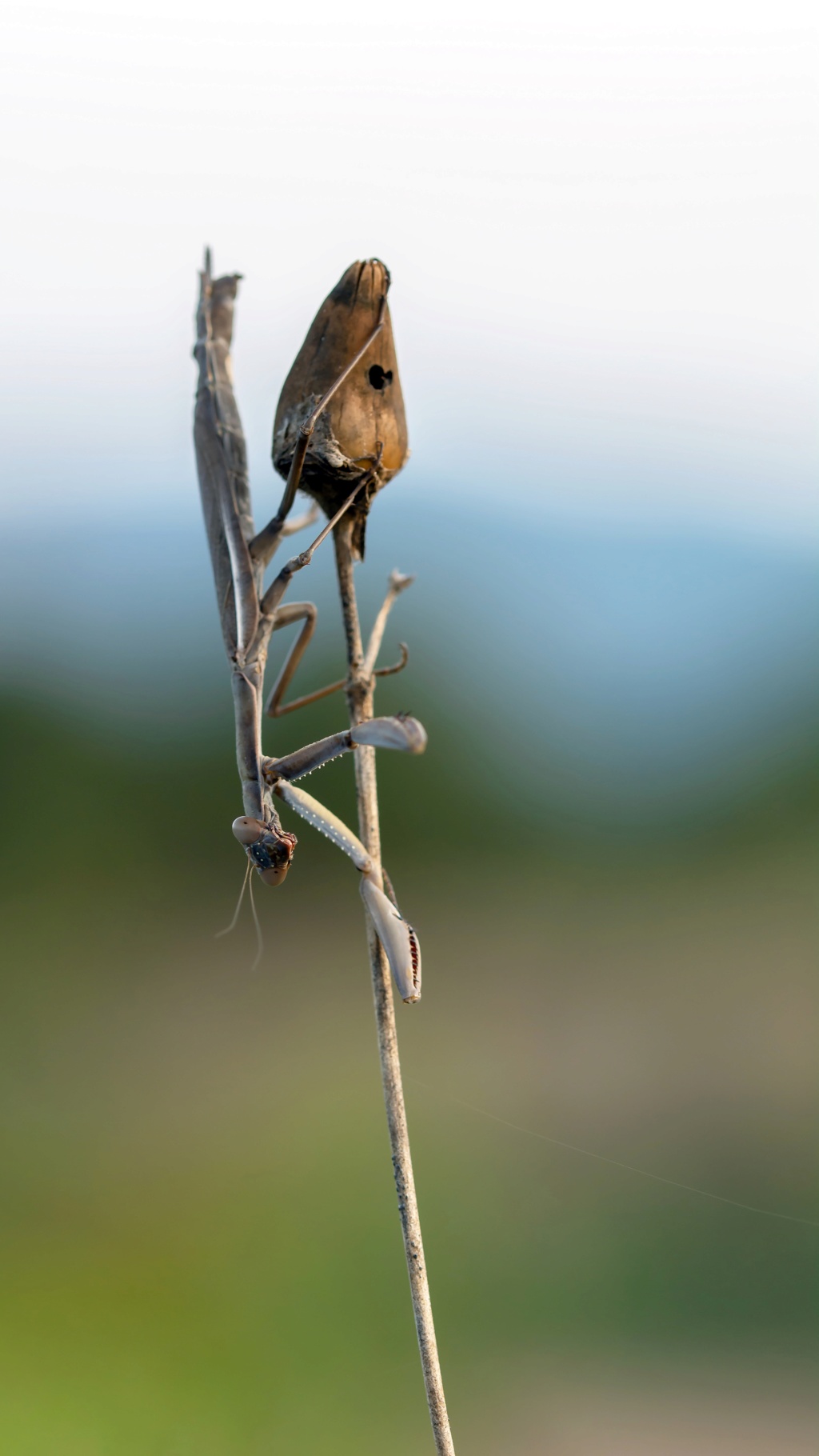 L'acrobate Dsc_9510