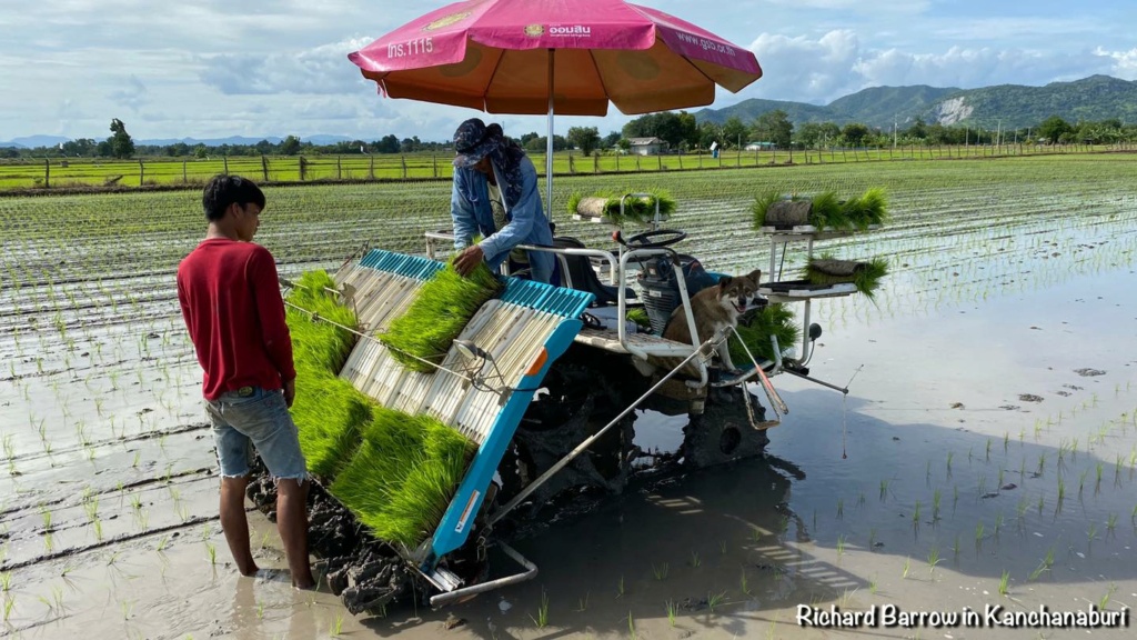 Photos de Thailande - Page 25 11878510