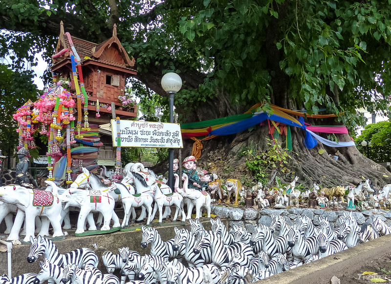 Ce qui me derange dans le boudhisme Thai Zebras10