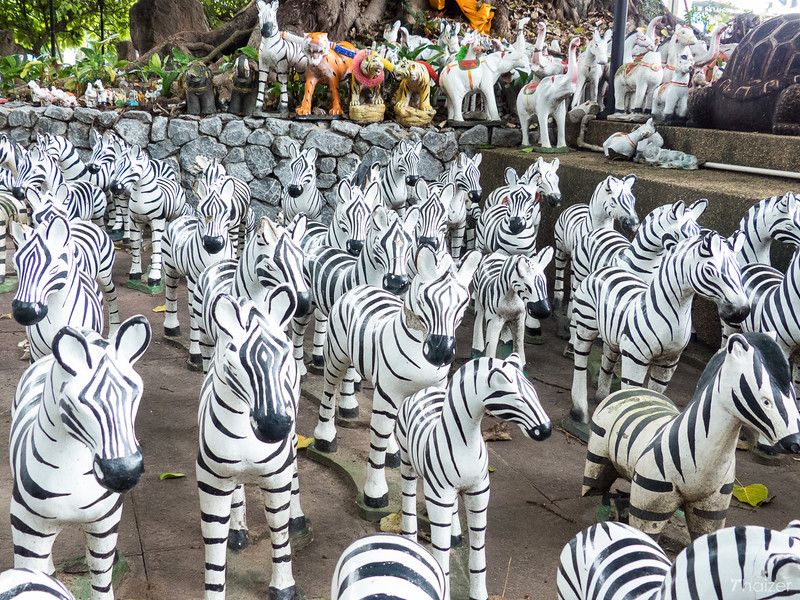 Ce qui me derange dans le boudhisme Thai Zebras11