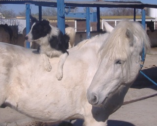 Jeudi 3 décembre Cheval10