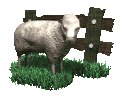 Moutons Mouton16