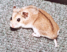Hamsters más comunes Chino312