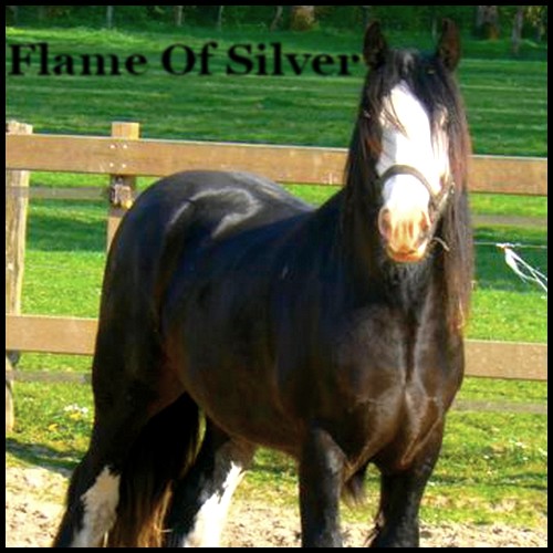 Flame Of Silver,Irish Cob[M] Dadas_10