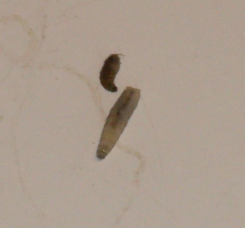 larves qui tombent d'un plafond..? Sdc11911