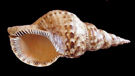 Charonia seguenzae (Aradas et Benoit, 1841) 0069_c10