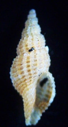 Raphitoma smriglioi  Pusateri,Giannuzzi-Savelli, 2013 00b69c10