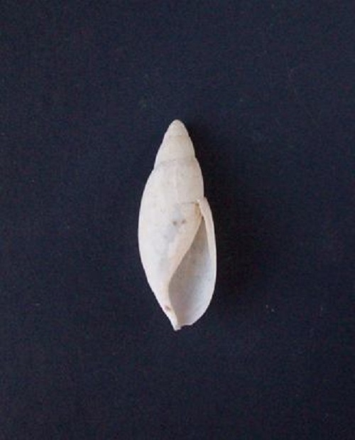 Poiretia dilatata (Philippi, 1836) 0628_d10