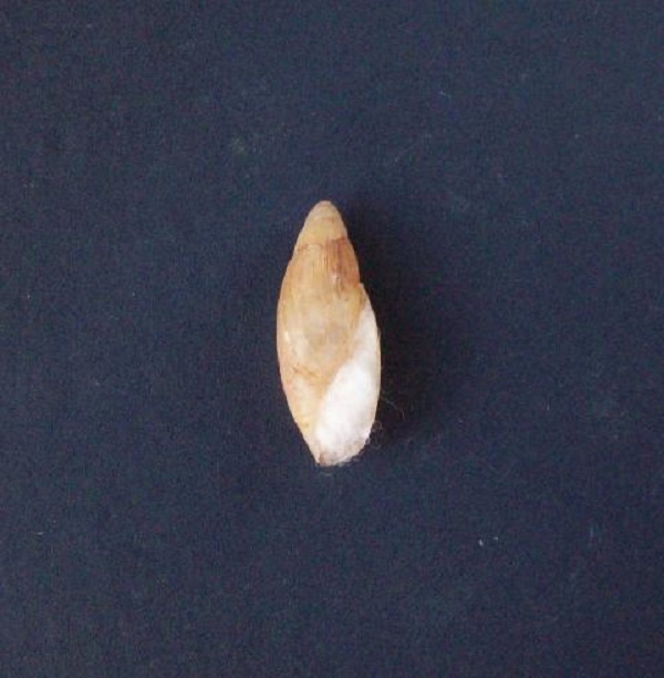 Poiretia dilatata (Philippi, 1836) 0628_d11