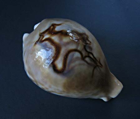 Barycypraea fultoni amorimi Raybaudi, 1989 1360_b10