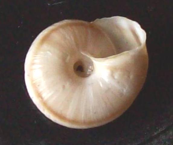 Chilostoma ambrosi (Strobel, 1852) 2155_c11