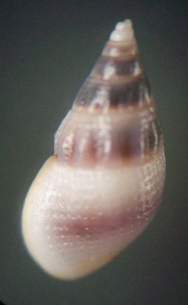 Rissoidae - Rissoa violacea Desmarest,1814 45953610