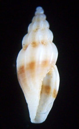 Mangelia striolata Risso,1826 Cfe53010