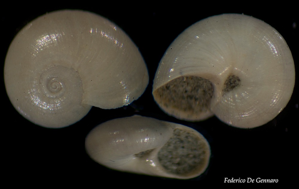 Solariorbis sp  2,5 mm   (Koroni) Messinias -  Grèce   (fossile) Modifi10