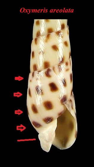 Terebra subulata (Linnaeus, 1767) O_areo12