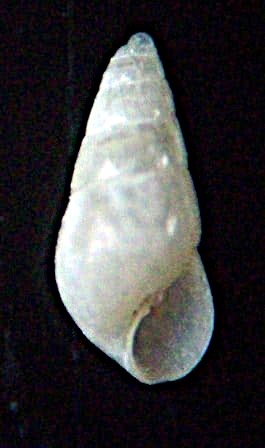 Odostomia plicata (Montagu,1803) Plicat10