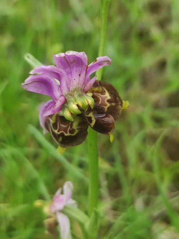 Les Lusus d'OPHRYS BOURDON Img_1133