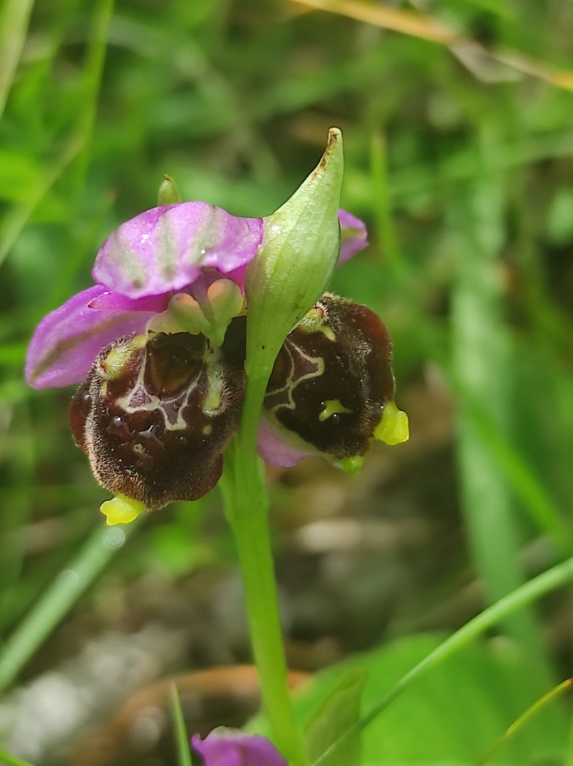 Les Lusus d'OPHRYS BOURDON Img_1135