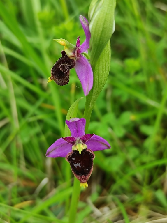 Les Lusus d'OPHRYS BOURDON Img_1138