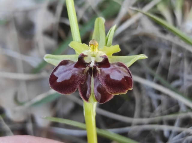 Les lusus d'OPHRYS DE MARS Img_1339