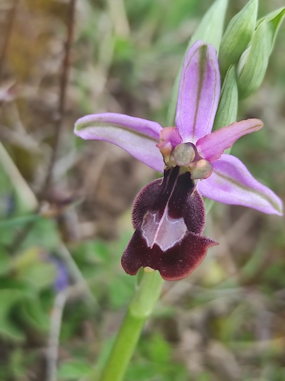 Les lusus d'OPHRYS DE LA DROME Img_1358