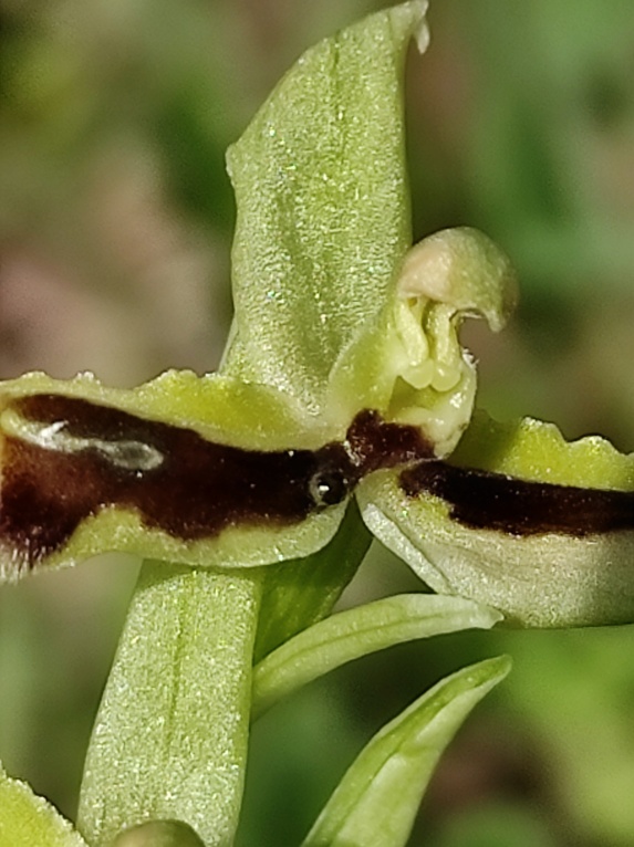 Le monstre lusus Ardèchois d'ophrys de Mars Img_2094