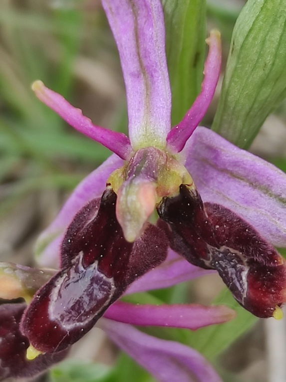 Les lusus d'OPHRYS DE LA DROME Img_2334