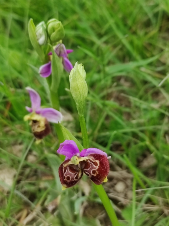 Les Lusus d'OPHRYS BOURDON Img_2392