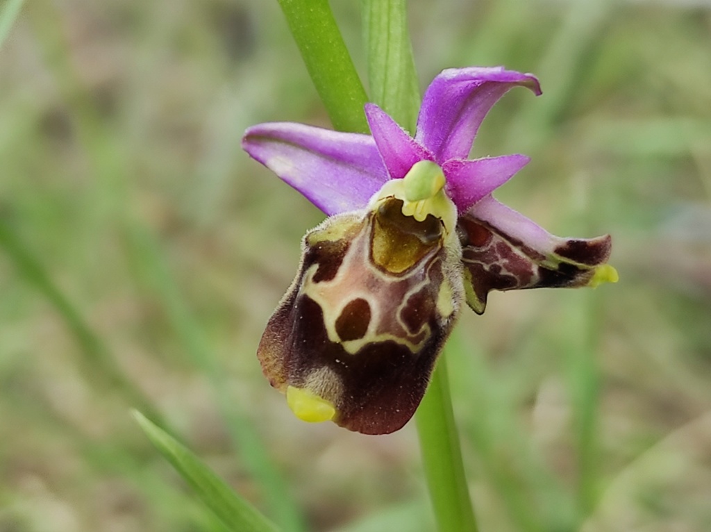 Les Lusus d'OPHRYS BOURDON Img_2425