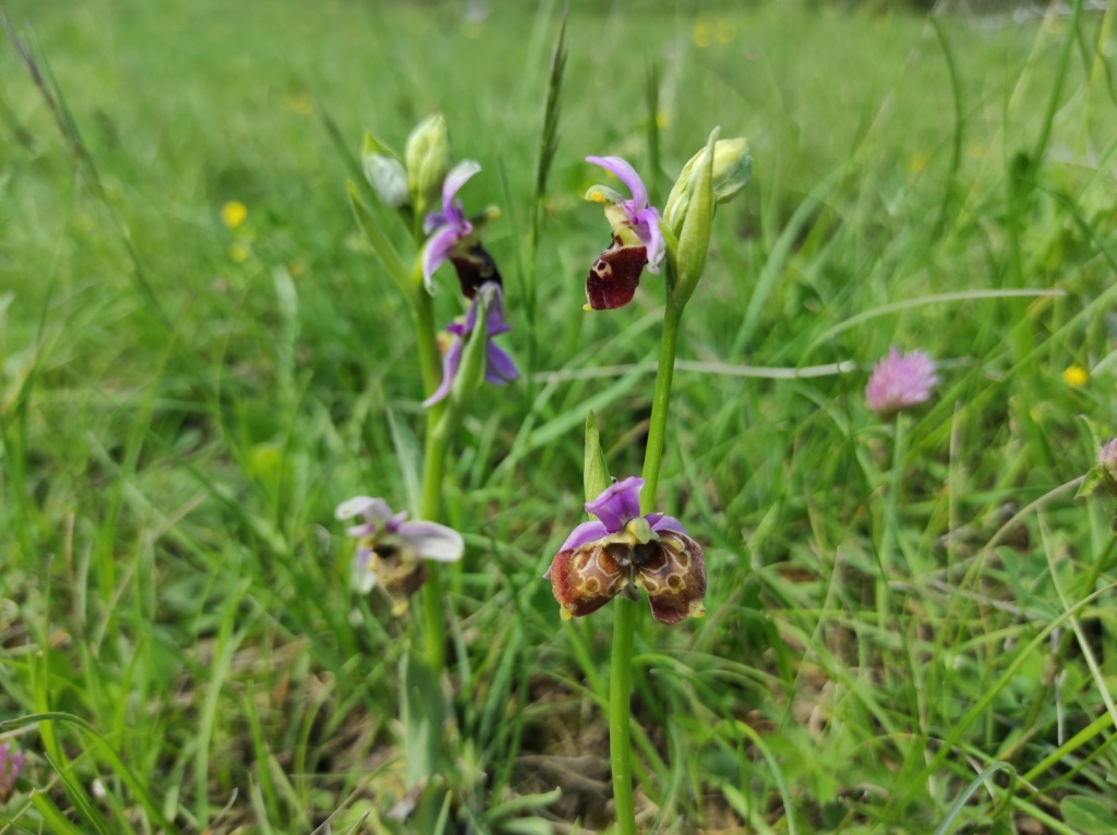 Les Lusus d'OPHRYS BOURDON Img_2492