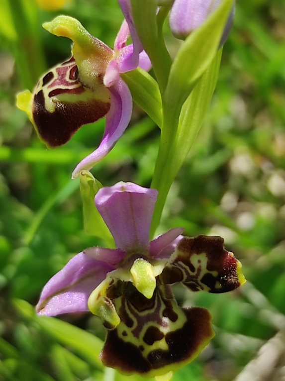 Les Lusus d'OPHRYS BOURDON Img_2560